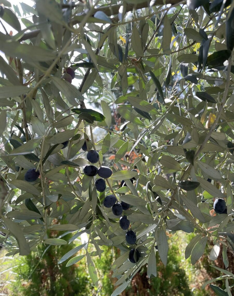 Dalında olgunlaşmış siyah zeytinler ve gümüşi zeytin yaprakları